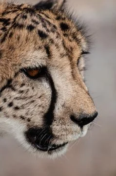 Portrait of a Cheetah Stock Photos