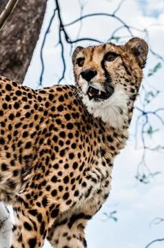 Portrait of a Cheetah Stock Photos
