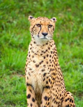 Portrait of cheetah Fotos de archivo