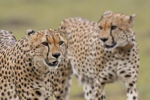 Portrait of a cheetah Stock-Fotos