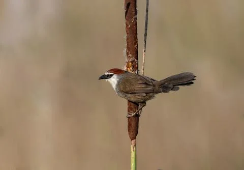 Portrait of chestnut-capped babbler Stock Photos