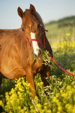 Portrait of chestnut dam mare   posing in yellow blossom pasture. sunny eveni Stock-Fotos