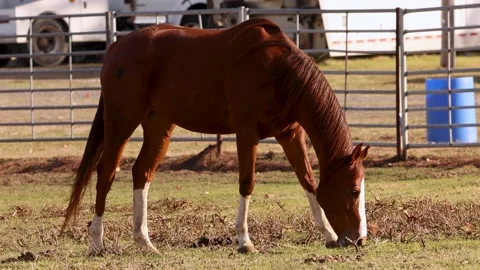 Portrait of chestnut mare grass feeding at farm Video stock 222026041