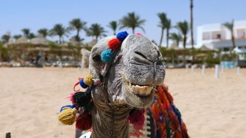 Portrait Of Chewing Camel On The Beach. Close Up. 動画素材 107909336