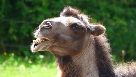 Portrait of a chewing camel on a green background. slow motion 스톡 동영상 224334031