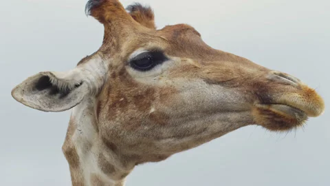 Portrait of a chewing giraffe against the background of the sky Stock Footage 159640100