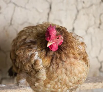 Portrait of a chicken Stock Photos