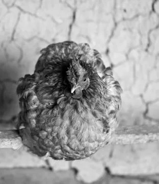 Portrait of a chicken Stock Photos