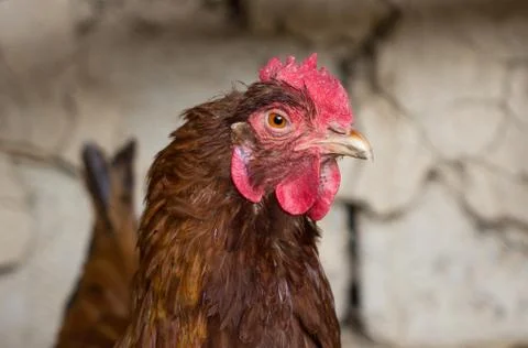 Portrait of a chicken Stock Photos