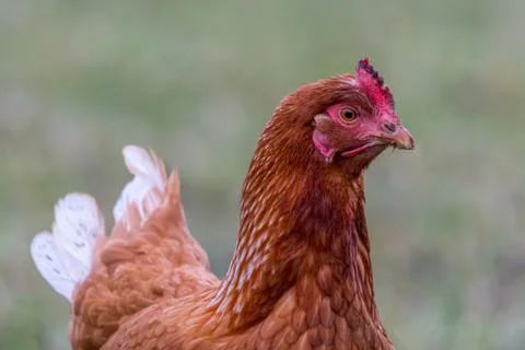 Portrait of chicken Stock Photos