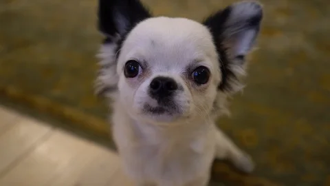 Portrait of a chihuahua Stockbeeldmateriaal 100427720