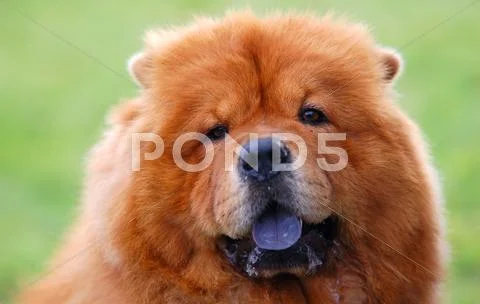 Portrait of chow chow dog Stock Photos