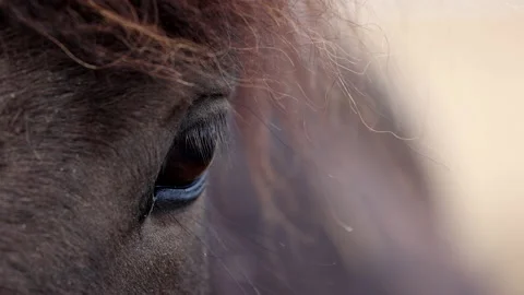 Portrait close-up of beautiful Icelandic horses standing and looking Stock Footage 178564332
