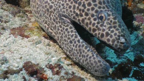 Portrait close up of Black Spotted Moray Eel, underwater shot, Indonesia Stock Footage 100648098