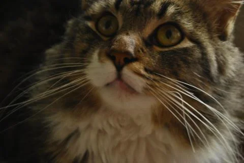 Portrait close up of a domestic cat Stock Photos