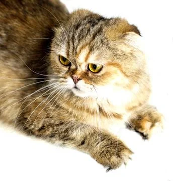Portrait close-up isolate face beautiful fluffy cat golden chinchilla Stock Photos