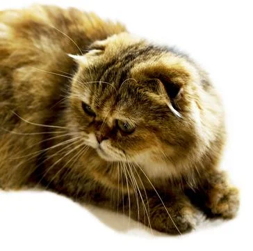 Portrait close-up isolate face beautiful longhair cat golden chinchilla Stock Photos