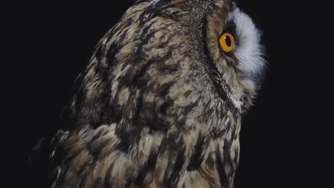 Portrait Close up in profile of a Long eared Owl which  against a black backgrou Stock Footage 150591249