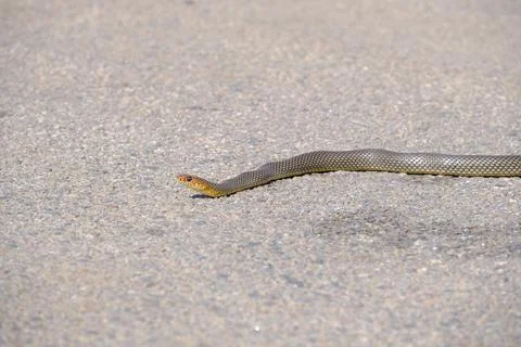 Portrait close up, small brown snake crawling on the road. Stock Photos