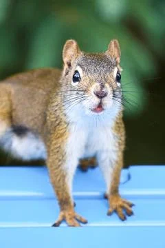 Portrait closeup view of a red squirrel Stock Photos