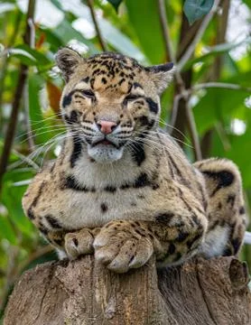 Portrait of Clouded Leopard Stock Photos