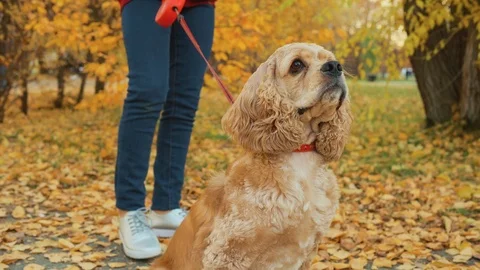 Portrait cocker spaniel in autumn park. Close up dog muzzle sitting in autumn Video stock 119359241