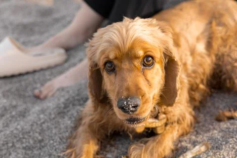 Portrait of Cocker spaniel dog lying on sand on the beach on a hot spring day Stock Photos