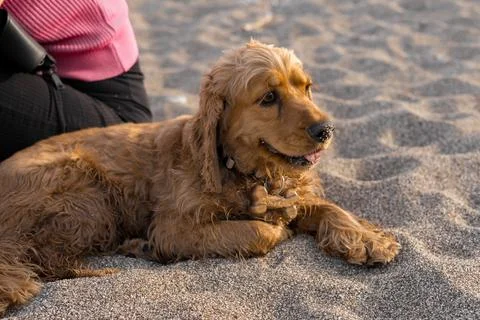 Portrait of Cocker spaniel dog lying on sand on the beach on a hot spring day Stock Photos