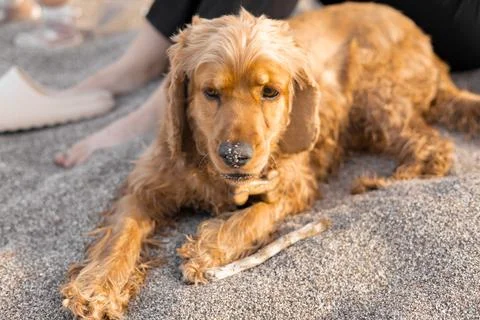 Portrait of Cocker spaniel dog lying on sand on the beach on a hot spring day Stock Photos