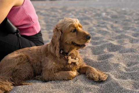 Portrait of Cocker spaniel dog lying on sand on the beach on a hot spring day Stock Photos