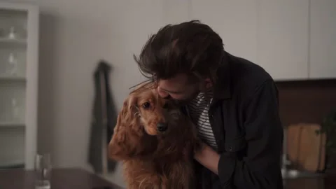 Portrait of a cocker spaniel Stock Footage 169047692