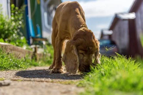 Portrait Cocker Spaniel Stock Photos