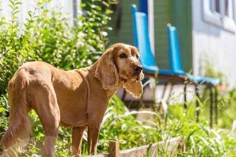 Portrait Cocker Spaniel Stock Photos