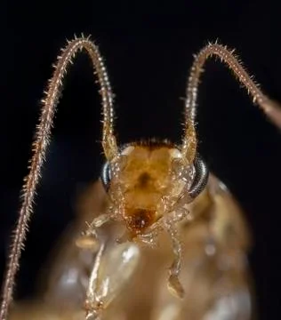 Portrait of the cockroach. Stock Photos