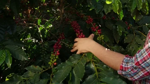 Portrait of coffee bean worker and tree Stock Footage 80197171