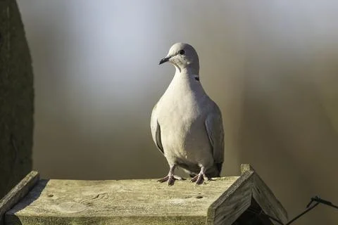 Portrait of a collared dove Stock Photos