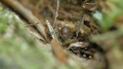 Portrait of collembola. Видео 152412290