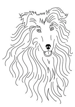 Portrait of a collie dog's head, vector black and white line illustration 스톡 일러스트