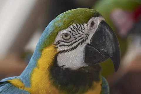 Portrait of a colorful Parrot Portrait of a colorful Parrot, guacamaya in ... Stock Photos