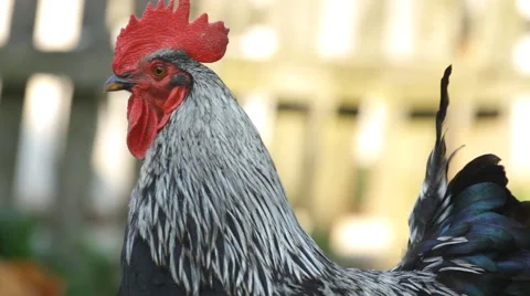 Portrait of colorful rooster Stock Footage 40973761