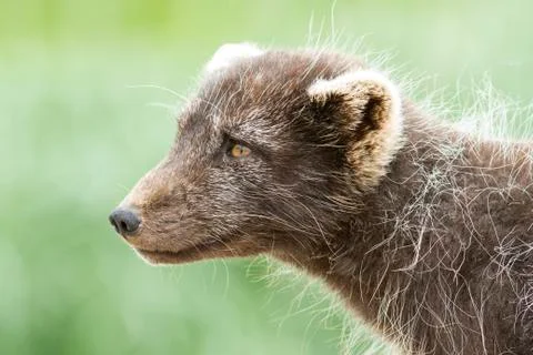 Portrait of a Commanders blue arctic fox in summer Stock Photos