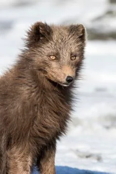 Portrait of a Commandes blue arctic fox on the background of the winter tundr Foto stock