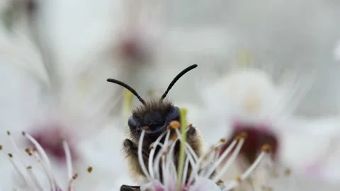 Portrait of a common bee on a blooming white flower of a fruit tree Vídeos de archivo 238375108