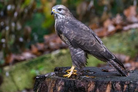 Portrait of a Common Buzzard in the forest Stock Photos