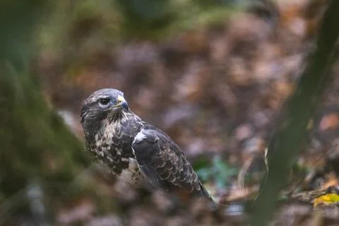 Portrait of a Common Buzzard in the forest Stock Photos