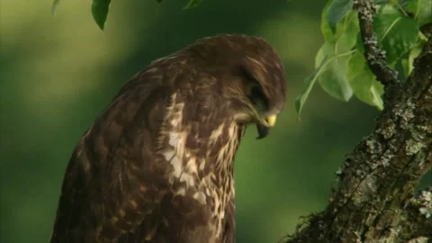 Portrait of a common buzzard perching in a tree Stock Footage 312202866