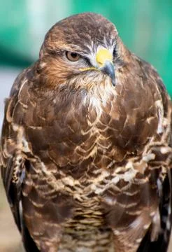 A portrait of a Common Buzzard Stock Photos