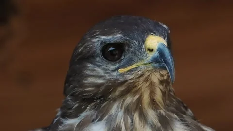 Portrait Common Buzzard  slow motion Stock Footage 306758655