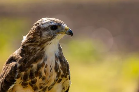 A portrait of a common buzzard at a sunny day in summer. Stock Photos