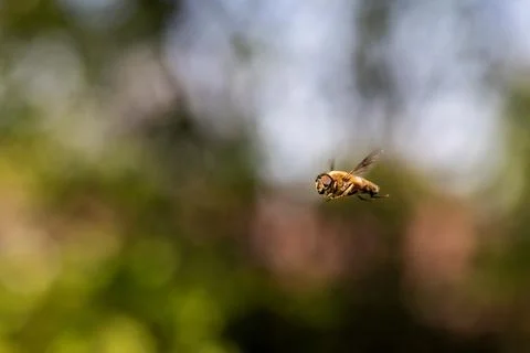 A portrait of a common drone fly or eristalis tenax hovering mid air in front Stock Photos